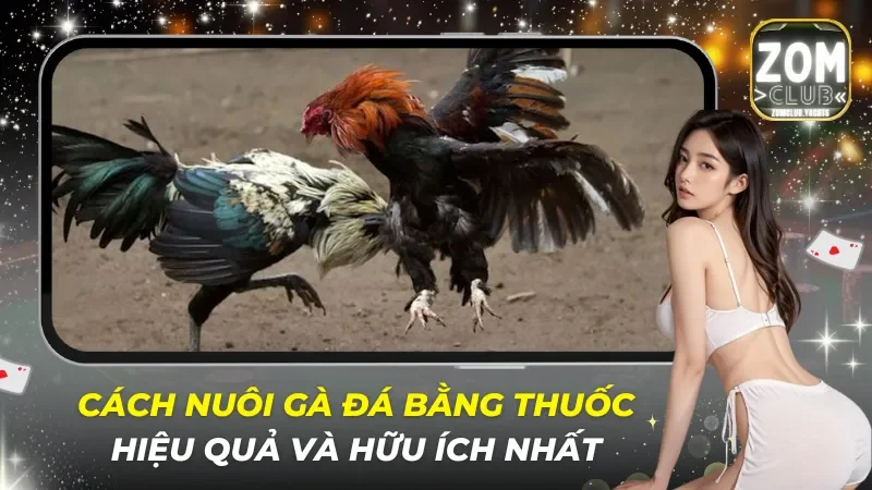 Cách Nuôi Gà Đá Bằng Thuốc