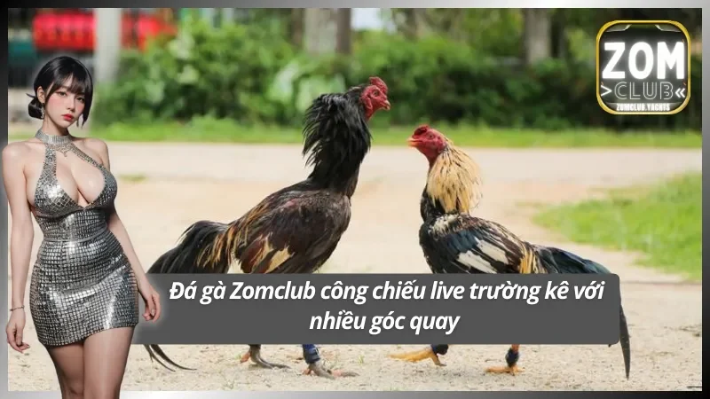 Trải nghiệm đá gà sống động với nhiều góc quay