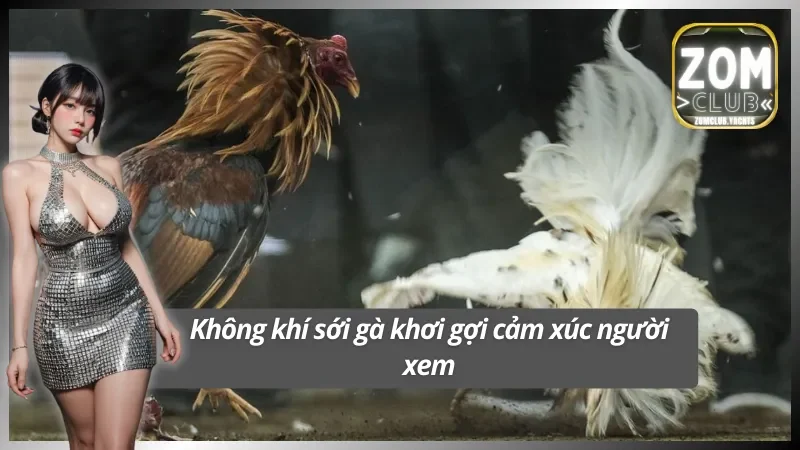 Sôi động từng pha ra đòn của chiến kê ở đá gà Zomclub