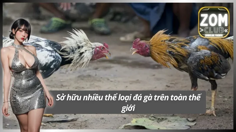 Trải nghiệm đa dạng nhiều thể loại ở đấu trường chiến kê quốc tế