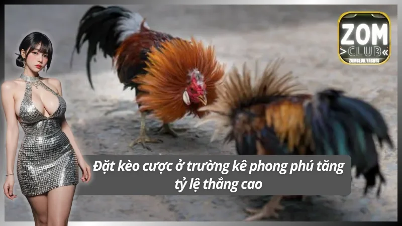 Đá gà Zomclub phục vụ kê thủ bằng nhiều kèo cược